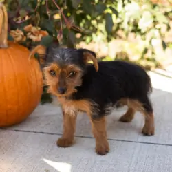 AKC yorkie male puppy in Indiana (Jonni)