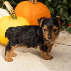 AKC yorkie male pup in Indiana (Tracker)