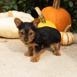AKC yorkie male puppy in Indiana (Zeddy)