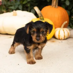 AKC yorkie female pup in Indiana (Raven)