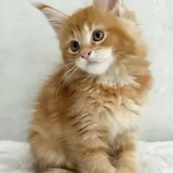 Maine Coon Kittens Available