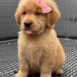 Golden Retriever Puppies