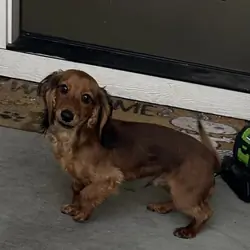 Long hair Dachshund