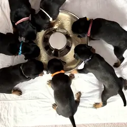 Miniature Pinschers