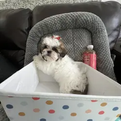 Imperial Shih Tzu! Boy is 2lb 7oz & Girl 2lb 6oz