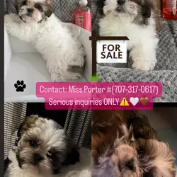 Tiny Imperial Shih Tzu’s.