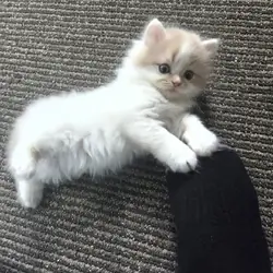 Persian kittens