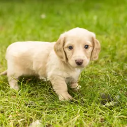 AKC mini dachshund female pup in Indiana (Daisy)