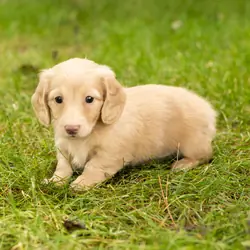 AKC mini dachshund female pup in Indiana (Dalila)