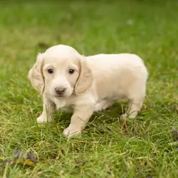 AKC Mini dachshund female pup in Indiana (Skye)