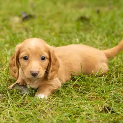 AKC mini dachshund female pup in Indiana (Twila)