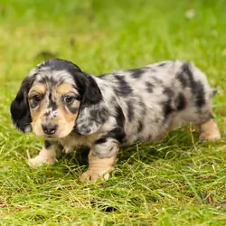 AKC mini dachshund male pup in Indiana (Oscar)