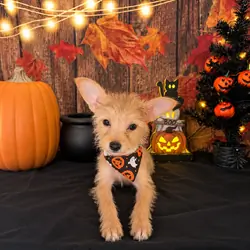 Chorkie girl small puppy