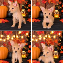 Chorkie girl small puppy