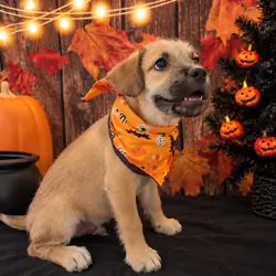 French bull dog poodle