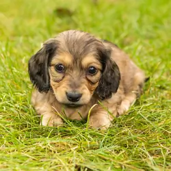 AKC mini dachshund female pup in Indiana (Sadie)