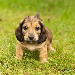 AKC mini dachshund male pup in Indiana (Silas)