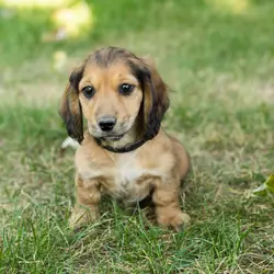 AKC mini dachshund male pup in Indiana (Silas)
