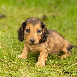 AKC mini dachshund male pup in Indiana (Milo)