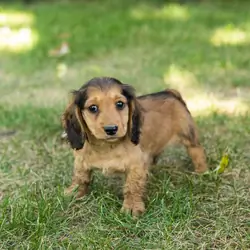 AKC mini dachshund male pup in Indiana (Milo)