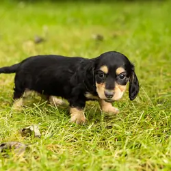 AKC mini Dachshund male pup in Indiana (Hunter)