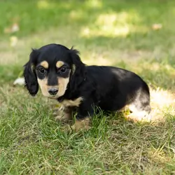 AKC mini Dachshund male pup in Indiana (Hunter)