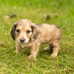 AKC mini dachshund female pup in Indiana (Sophia)