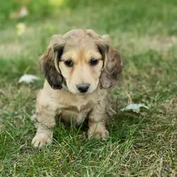 AKC mini dachshund female pup in Indiana (Sophia)