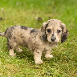 AKC mini dachshund female pup in Indiana (Lucy)