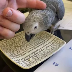 Smart Baby Congo African Grey