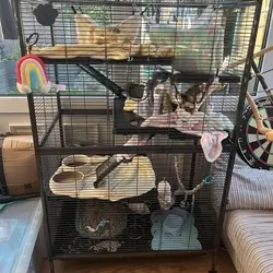 Ferrets
