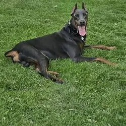 Three yr. old Doberman