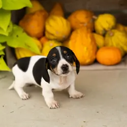 AKC mini dachshund male pup in Indiana (Sawyer)