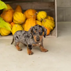 AKC mini dachshund male pup in Indiana (Otis)