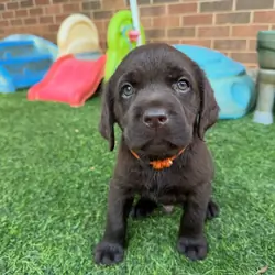 Labrador puppies Available