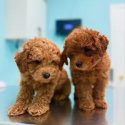 Poodle Puppies Available