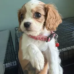 Cavalier King Charles Puppy