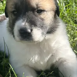 Great Pyrenees - Anatolian Shepherd puppies