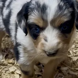 Mini Australian Shepherd Puppies