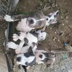 American Bully XL