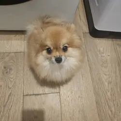 Pomeranian