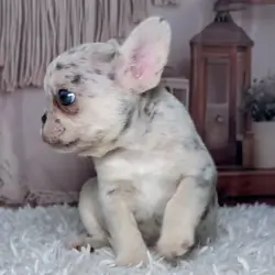 French Bulldog puppies.