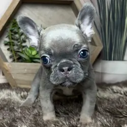 Frenchie Bulldog