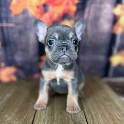 Frenchies puppies