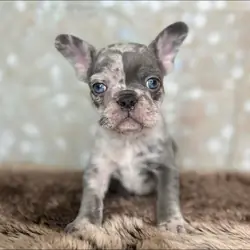 Frenchies babies