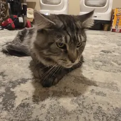 Maine Coon 2.5yo