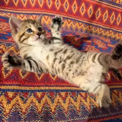 Adorable Bengal kittens for sale