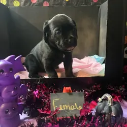 Cane Corso puppy’s