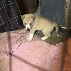 American bulldog, pit bull terrier husky mut
