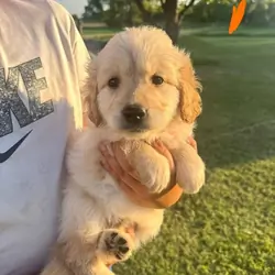Golden Retriever Puppies